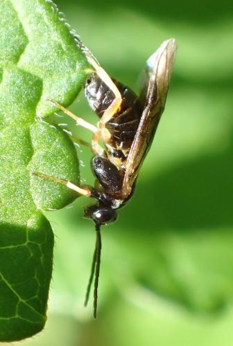 Réf. 183 872 : Pristiphora appendiculata